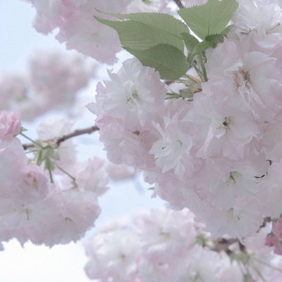 Furry色彩搭配实用技巧福瑞群